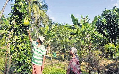 A Narayanan and P Thankamani at their farm in Thadukassery