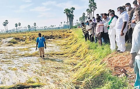 Andhra Pradesh State Agriculture Mission vice-chairman MVS Nagi Reddy inspects paddy fields in Psunduru mandal of Guntur district on Sunday | Express