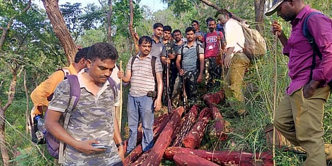 Andhra Pradesh Police seized red sanders after combing at Palakonda forest area in Kadapa district on Friday. (Photo| EPS)