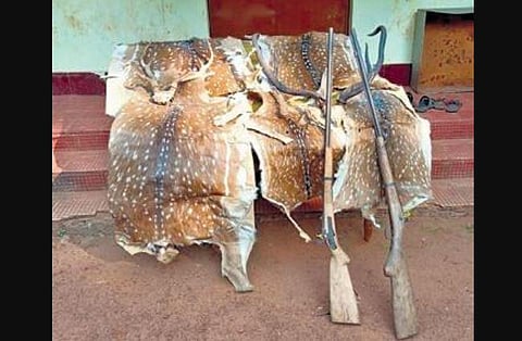 Dhenkanal forest division sleuths on Sunday recovered five deer hides and antlers apart from huge volumes of timber from the house of a former sarpanch in Kapilash range. (Photo | EPS)