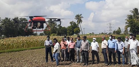An expert team of Tamil Nadu Agriculture University use drones to study attack and control of fall army worm in maize. (Photo | Special Arrangement)