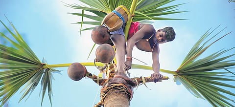 The perilous path of palm history