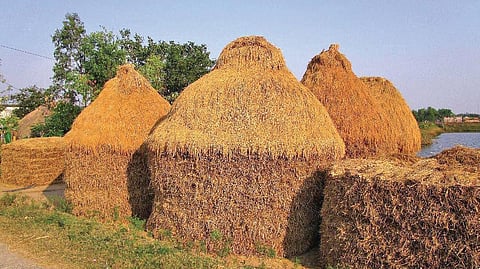 Heaps of paddy stored on a threshing ground in a village in Kendrapara | Express