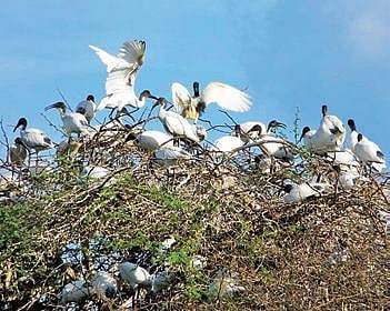 The rich biodiversity of Vagaikulam tank in Tirunelveli | special arrangement