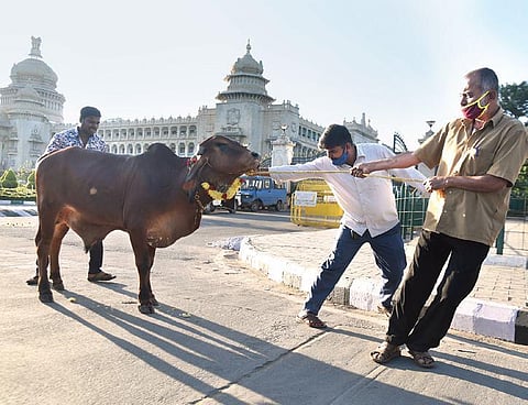 A bull being taken towards the Vidhana Soudha in Bengaluru on Friday. Farmers are concerned about what will happen to happen to male calves | Nagaraja Gadekal