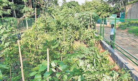 The Miyawaki forest at Kanakakunnu Palace Grounds |B P Deepu