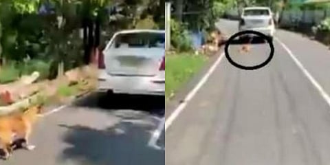 Akhil said he noticed the dog being dragged on the road by the car around 11 am near Paravur. (Photo | Twitter screengrab)