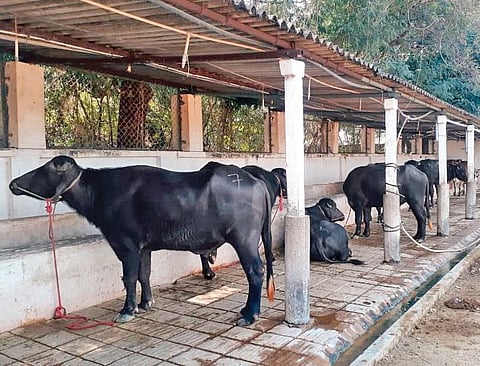 The Karimnagar Dairy is providing the breeding bulls at 50 per cent subsidy.