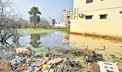 Stray pigs look for food at a residential colony