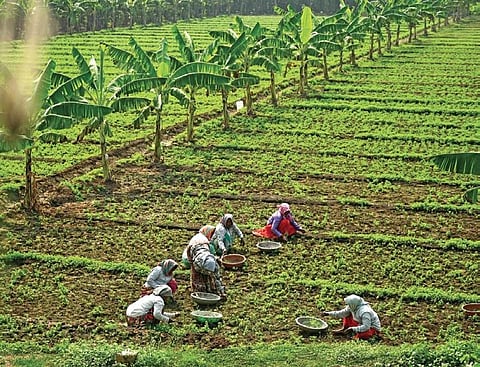 Bengal gram farmers bear brunt of cyclone