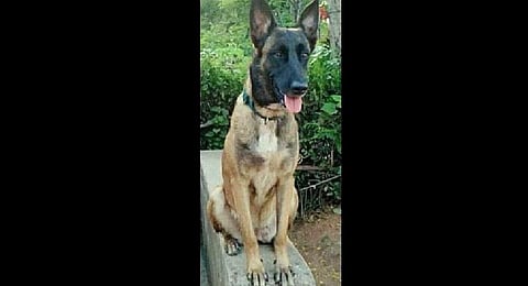 Sniffer dog ‘Ruby’ (Photo | EPS)