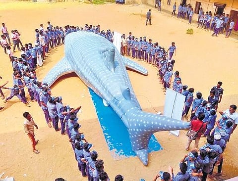 Fishermen release whale shark caught by accident into ocean, set an example