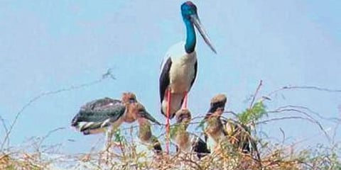 Black-necked stork
