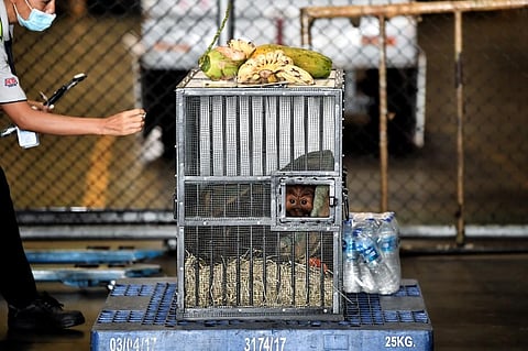 A Sumatran orangutan sits in a cage before being repatriated from Thailand to Indonesia after having been smuggled into the kingdom, at Suvarnabhumi Airport in Bangkok in December 17. (Photo | AFP)