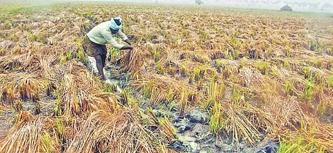 The crops destroyed by the cyclone in Andhra Pradesh.