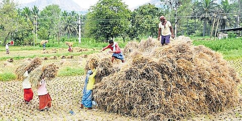 Farmers  work together during the harvest season at Achalu village near Ramanagara district. (Photo | Vinod Kumar T, EPS)