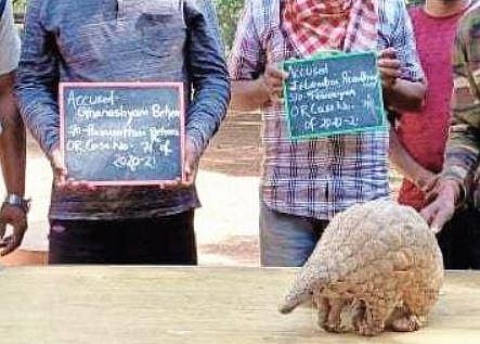 The pangolin along with two poachers