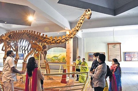 The skeletal remains of Kotasaurus Yamanpalliensis at the Dinosaurium. (Photo | S Senbagapandiyan, EPS)