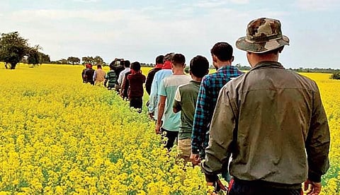The youth from the poor Mishing tribe families have turned over 100-acre unused and sprawling land of their forefathers on the bank of the Brahmaputra into a mustard forest. (Photo | Express)