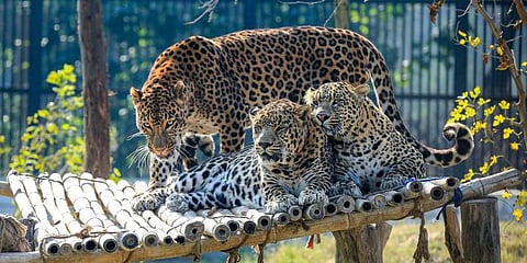 Leopards bask in the sun on a platform at Bir Talab Zoo in Bathinda. (File Photo | PTI)