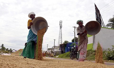 Farmers with harvested paddy. (File photo | EPS)