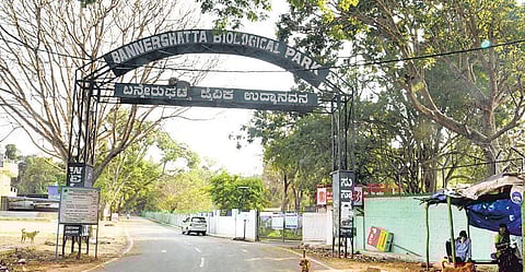 Now, wildlife safaris back on Bengaluru outskirts