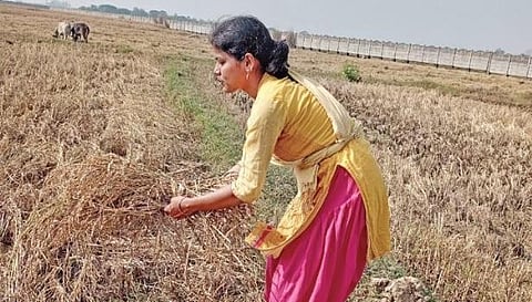 Subhadra Mohanty collecting dry paddy stalks from her farm land.