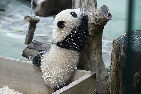 The picture shows six-month-old giant panda cub Yuan Bao during a media preview at Taipei Zoo. (Photo| AFP)