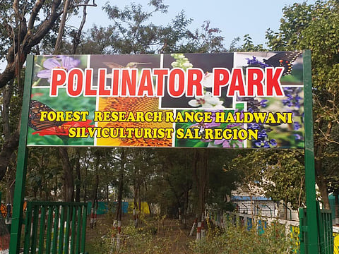 Pollinators include bees, birds, butterflies, moths, beetles, wasps, bats and small mammals (Photo | Special arrangement)