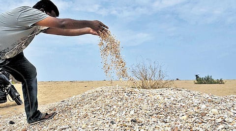 Slim pickings for shell pickers