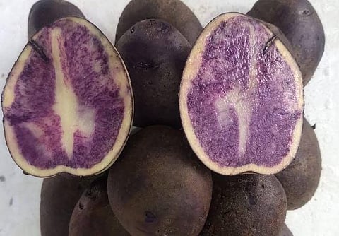 One potato of this variety weighs around 60 to 80 grams.  (Photo | EPS)