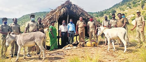 Bootleggers employ donkeys to ferry illicit arrack from hills to plains | Express