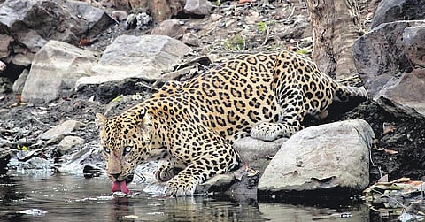 Leopard at Ranthambore, January 2019  | Varun Khullar