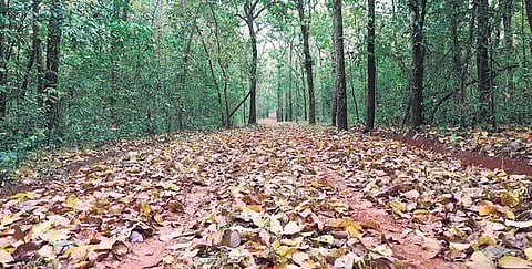 Similipal National Park