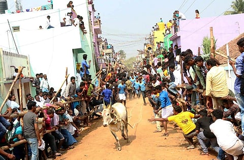 The Pongal sporting event, bull race, will be allowed this year with pandemic safety norms in Vellore region. (Photo | Express)