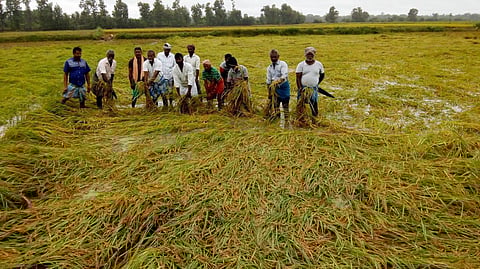 Farmers at a paddy field in Soorakkottai village near Thanjavur where the paddy crop had fallen on the field during heavy rains. (Photo | EPS)