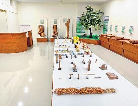 Some of the specimens of sandalwood displayed at the museum in Mysuru