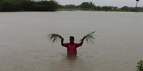 A Farmers displaying flooded crops in a paddy field in Pappakovil village near Nagapattinam. (Photo | EPS)