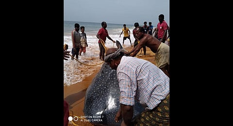 Fishermen release whale shark into sea