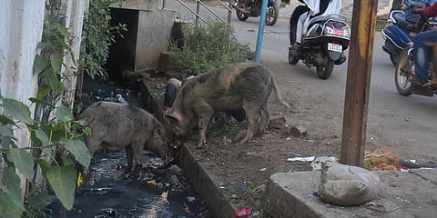 Pigs roaming freely in the streets at Kobbarithota in Eluru on Monday. (Photo| P Ravindra Babu, EPS)