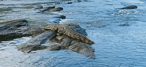 A forest department team tied up the animal with a rope and released it into the river below the waterfalls at Athirappilly (Photo | Special arrangement)