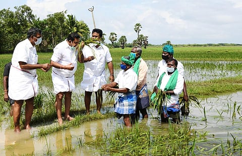 Chief Minister Edappadi K Palaniswami inspecting paddy crops affected in Kokkaladi village in Tiruvarur district on Wednesday (Photo | Express)