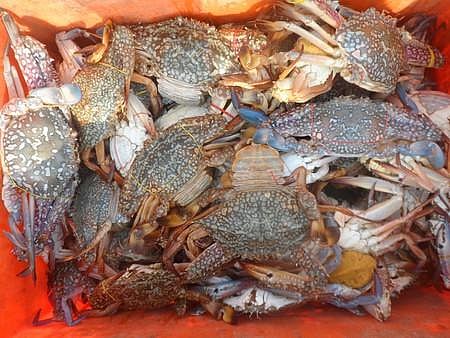 Crabs for sale in a market. (Photo| EPS)