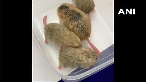 The seized wildlife species will be deported to Bangkok.