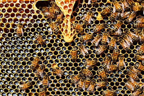 Image of bees used for representational purpose only.