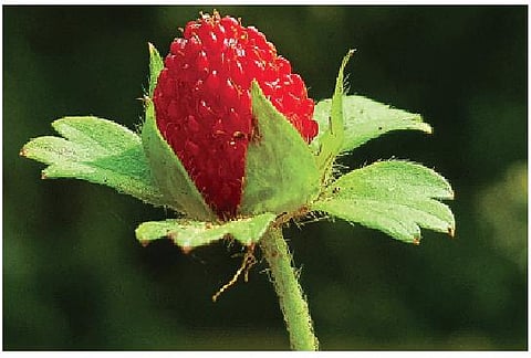 Treat eczema with Indian Strawberry