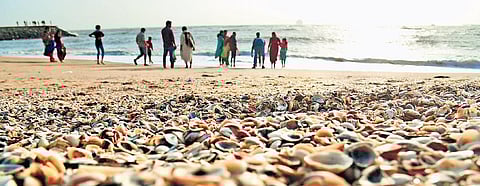 While the total production of bivalves was 12,952 tonnes in the year 2002, it declined to 3,845 tonnes in 2015 | express