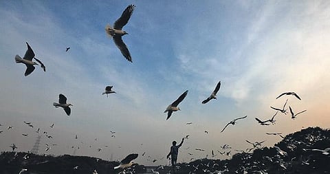 A man in a boat feeds migratory birds on a cold winter evening near the banks of the Yamuna River in New Delhi. (PHOTO| EPS, SHEKHAR YADAV)