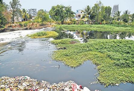 Lake revival action faulty, say greens, civic groups