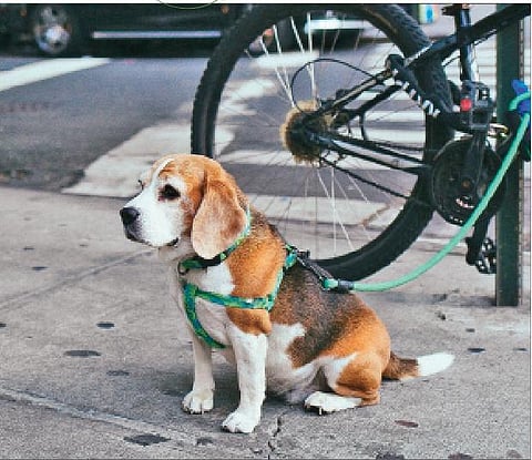 Going places with dog etiquette